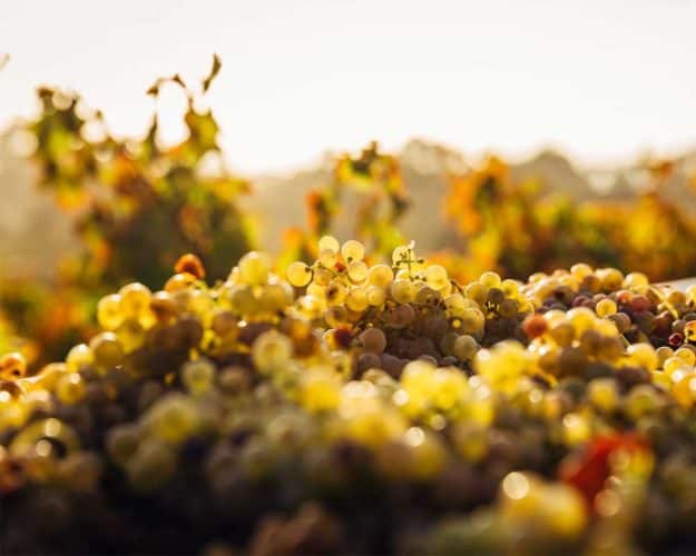 temperatura vino temperatura vino