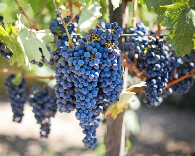 vino rosso per i mali di stagione vino rosso per i mali di stagione